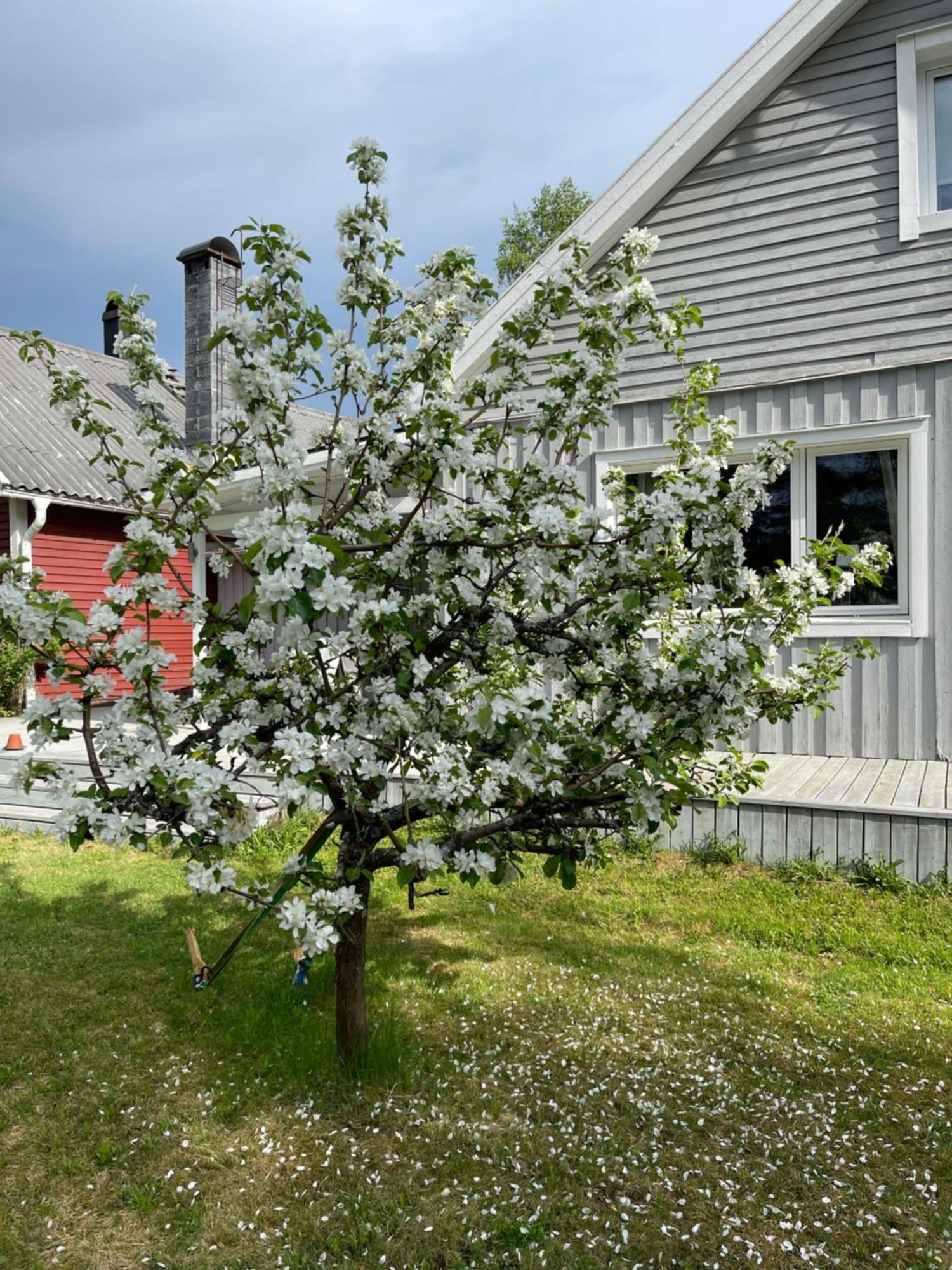 Villa Daga Vidsel Eksteriør billede